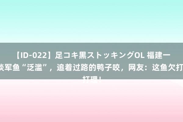 【ID-022】足コキ黒ストッキングOL 福建一河谈军鱼“泛滥”，追着过路的鸭子咬，网友：这鱼欠打理！